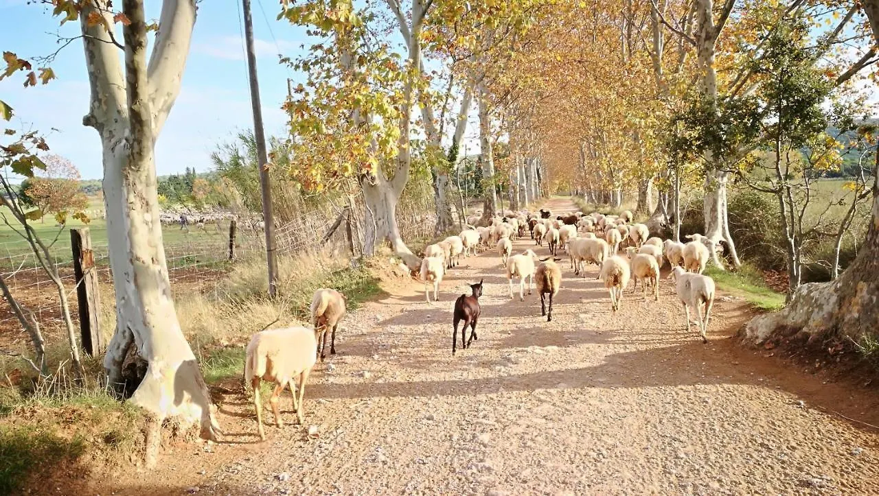 Mas Del Llop Blanc - Dog Friendly Hostal Rural - B&B Sobrestany Bed & Breakfast