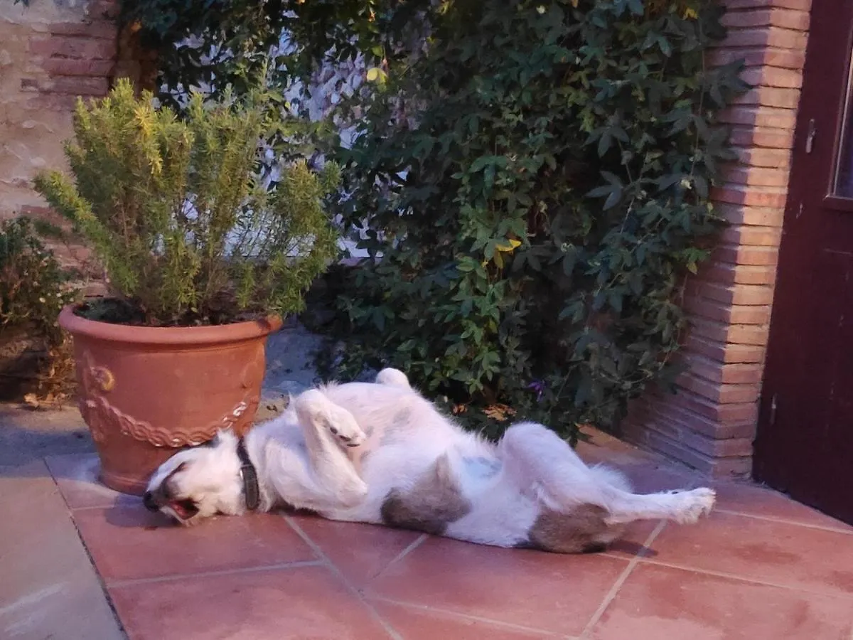Bed & Breakfast Mas Del Llop Blanc - Dog Friendly Hostal Rural - B&B Sobrestany